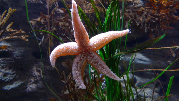 London Eye and London Aquarium - 