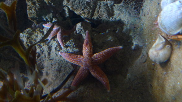 London Eye and London Aquarium - 