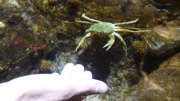 London Eye and London Aquarium - 