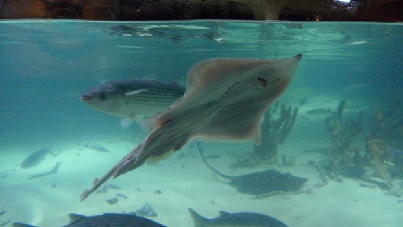 London Eye and London Aquarium - 