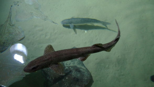 London Eye and London Aquarium - 