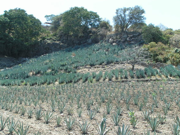 Viva Mexico!!! Digamos mi pasado... - 