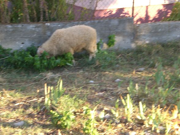  zeljka  osijek  zadar = Urlaub 2008 - 