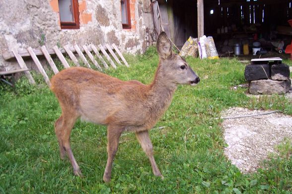 Fotoshooting mit Bambi - 