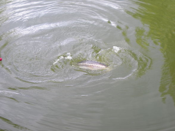 Fischen Erdbeerteich - 