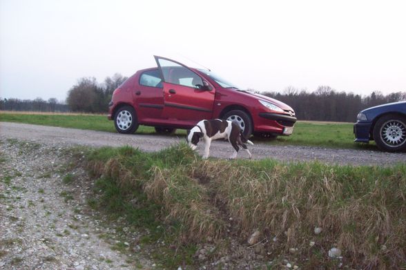 Unser BÖSER Kampfhund ;) - 