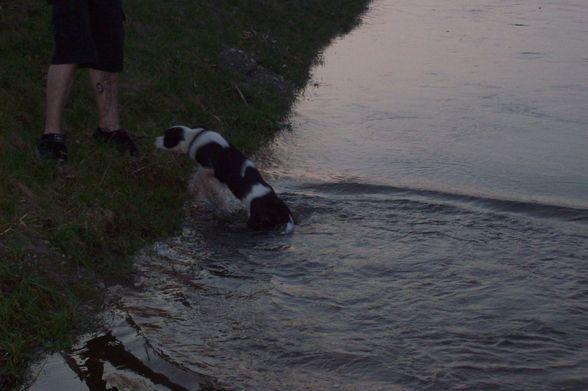 Unser BÖSER Kampfhund ;) - 