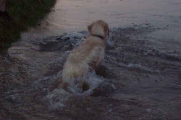 Unser BÖSER Kampfhund ;) - 