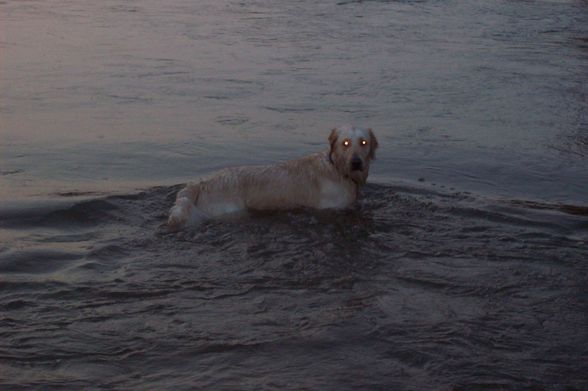 Unser BÖSER Kampfhund ;) - 