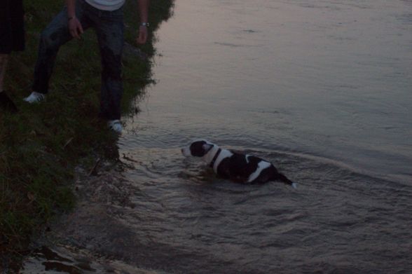 Unser BÖSER Kampfhund ;) - 