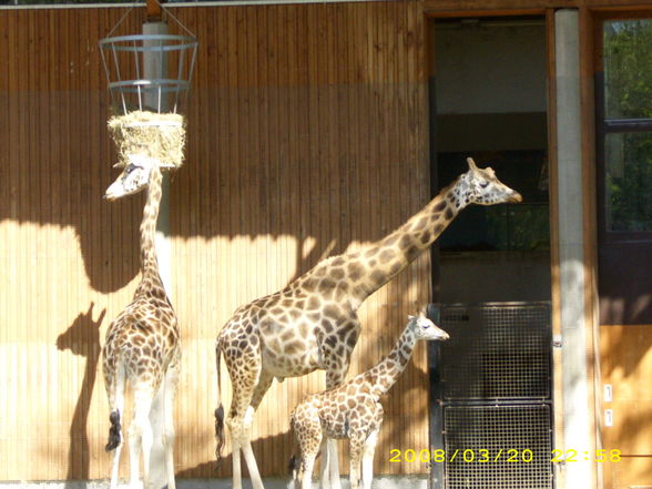 Tierpark Schmieding - 