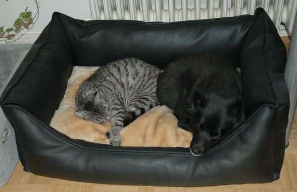 Dog&Cat...xD - 