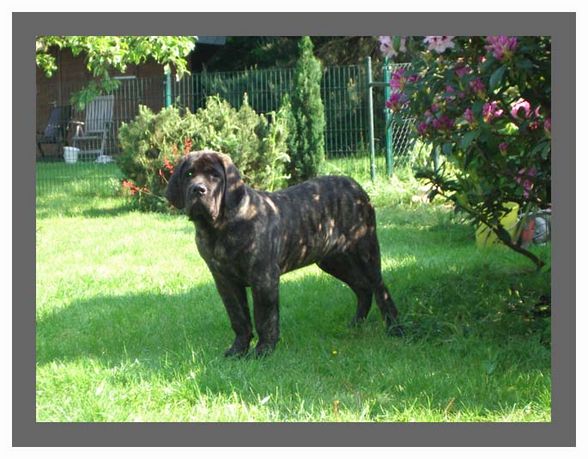 ***Unsare**Hund*** - 