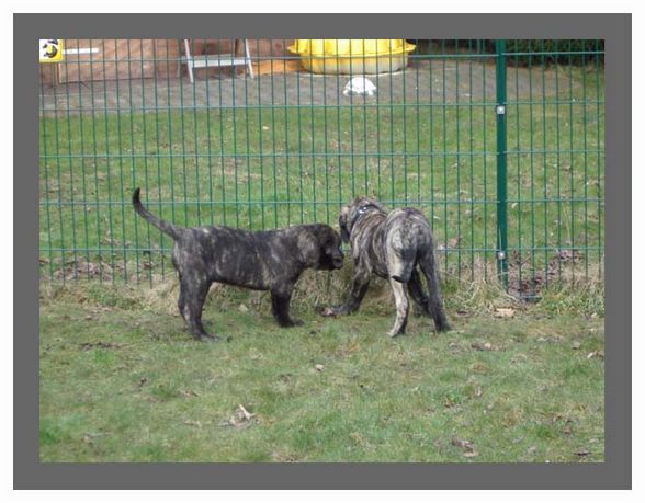 ***Unsare**Hund*** - 