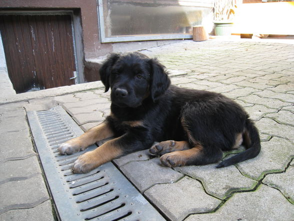 hundewelpe - 