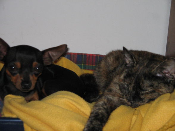 zoey und tinki - 