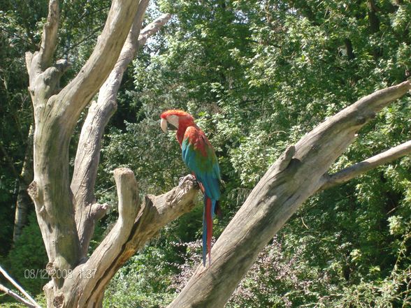 12. 08. 2008 Tierpark Schmiding - 