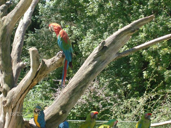 12. 08. 2008 Tierpark Schmiding - 