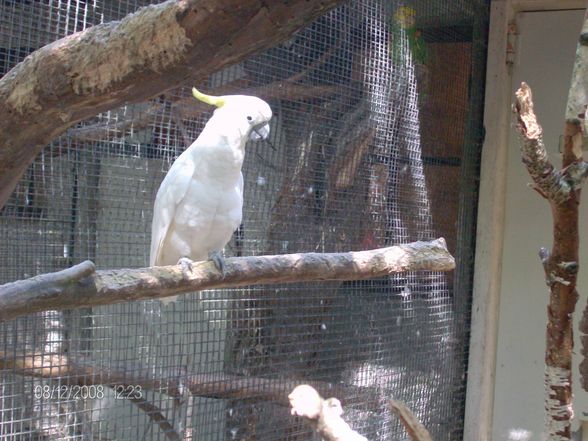 12. 08. 2008 Tierpark Schmiding - 