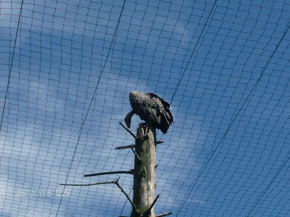 12. 08. 2008 Tierpark Schmiding - 