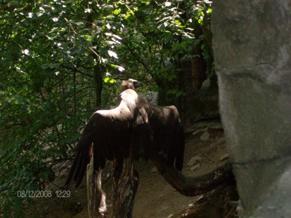 12. 08. 2008 Tierpark Schmiding - 