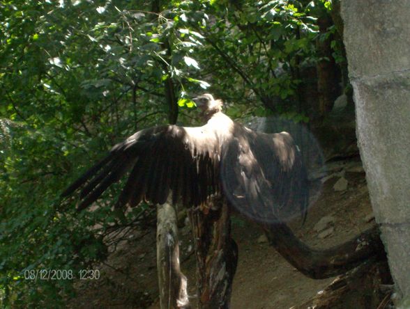 12. 08. 2008 Tierpark Schmiding - 