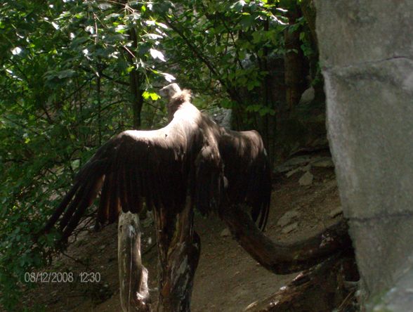 12. 08. 2008 Tierpark Schmiding - 