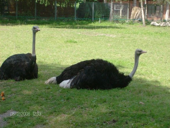 12. 08. 2008 Tierpark Schmiding - 