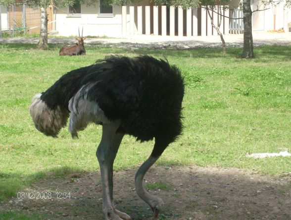 12. 08. 2008 Tierpark Schmiding - 