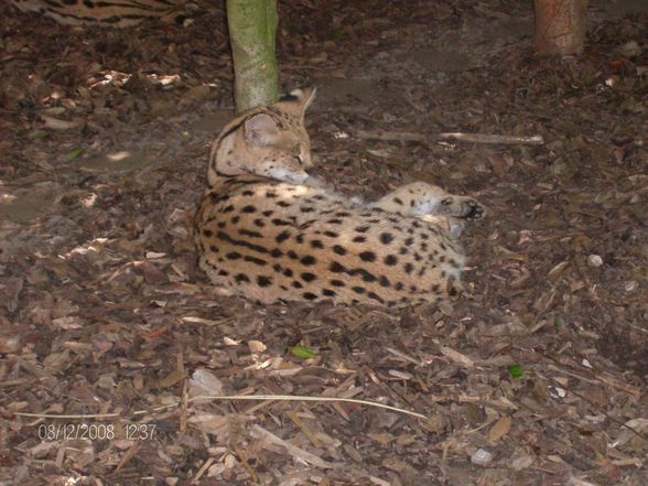 12. 08. 2008 Tierpark Schmiding - 