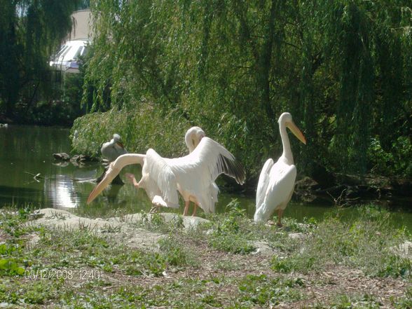 12. 08. 2008 Tierpark Schmiding - 