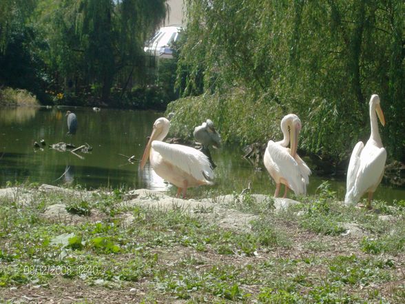 12. 08. 2008 Tierpark Schmiding - 