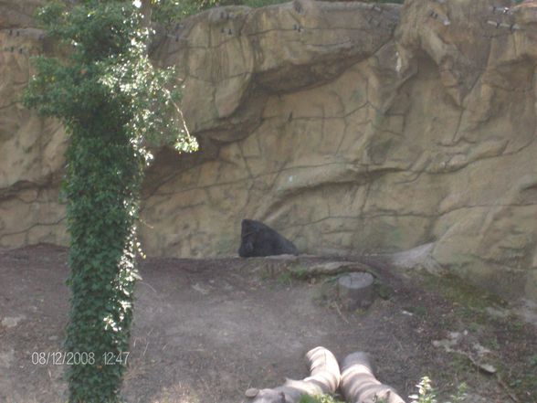 12. 08. 2008 Tierpark Schmiding - 