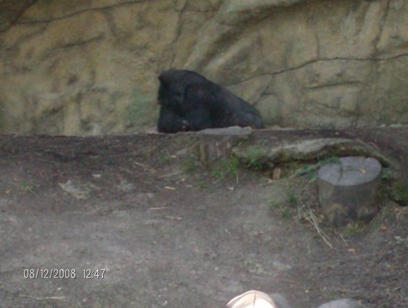 12. 08. 2008 Tierpark Schmiding - 