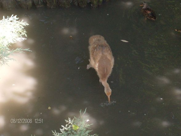 12. 08. 2008 Tierpark Schmiding - 