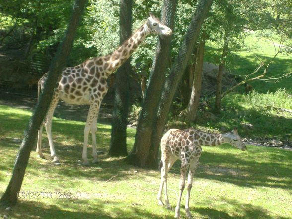 12. 08. 2008 Tierpark Schmiding - 