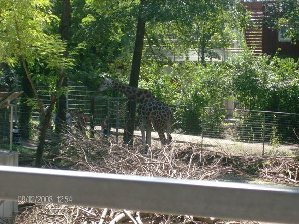 12. 08. 2008 Tierpark Schmiding - 