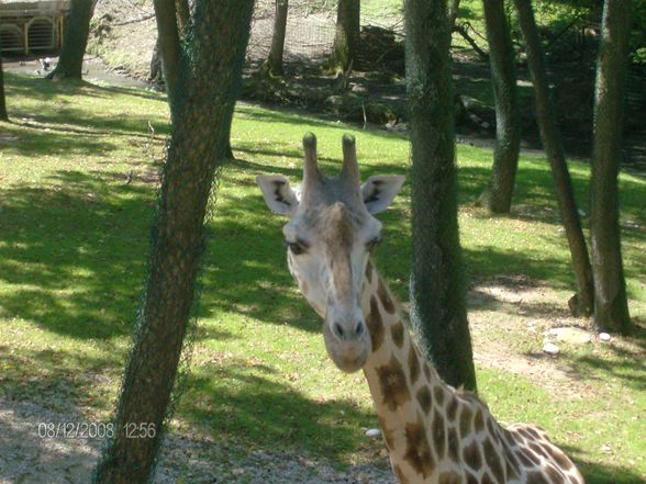 12. 08. 2008 Tierpark Schmiding - 