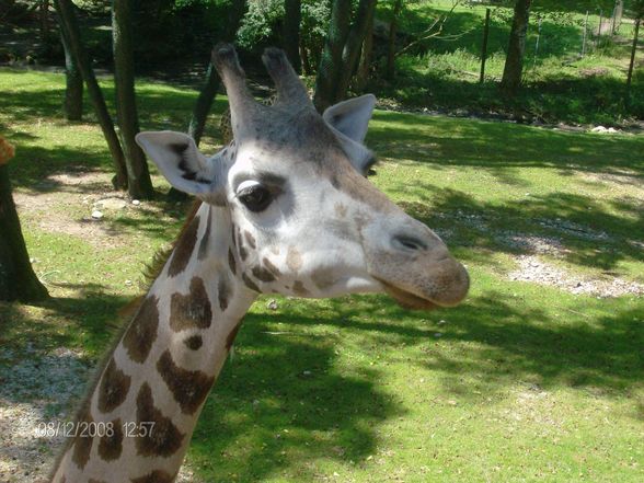 12. 08. 2008 Tierpark Schmiding - 