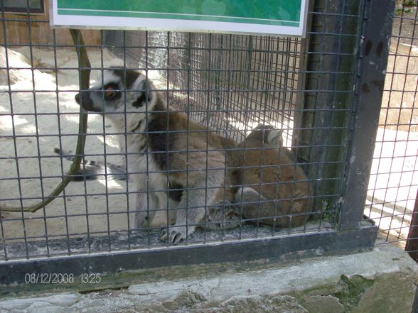 12. 08. 2008 Tierpark Schmiding - 