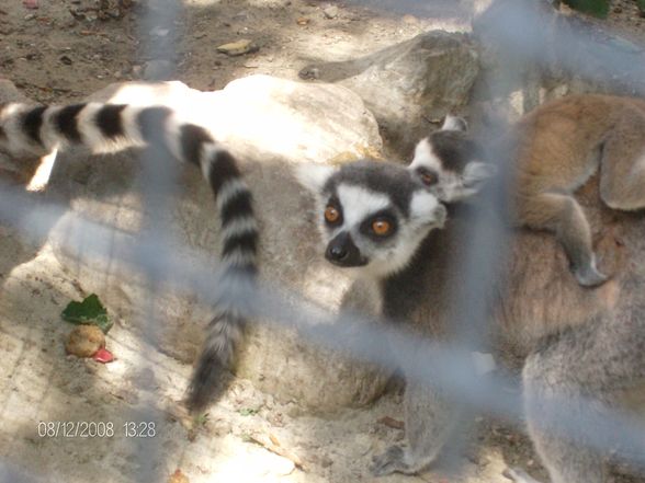 12. 08. 2008 Tierpark Schmiding - 