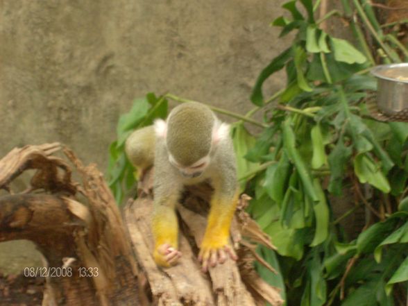 12. 08. 2008 Tierpark Schmiding - 