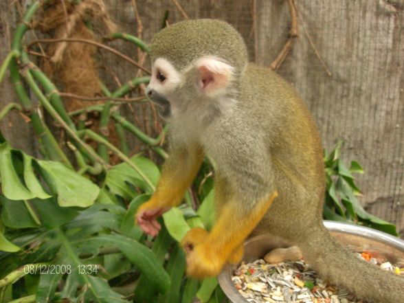 12. 08. 2008 Tierpark Schmiding - 