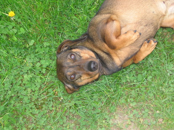 tiere von da nochbarschoft und von daham - 