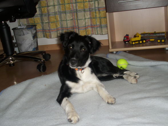 mei liaba Hund (jessi) - 