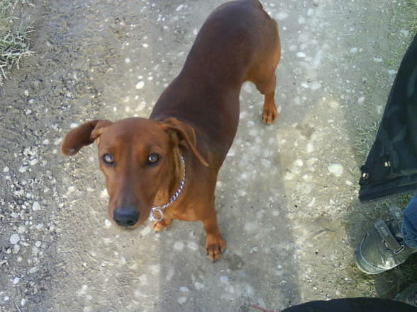 My dog!!!^^   (:    *süüüüüüüüüüß!! * - 