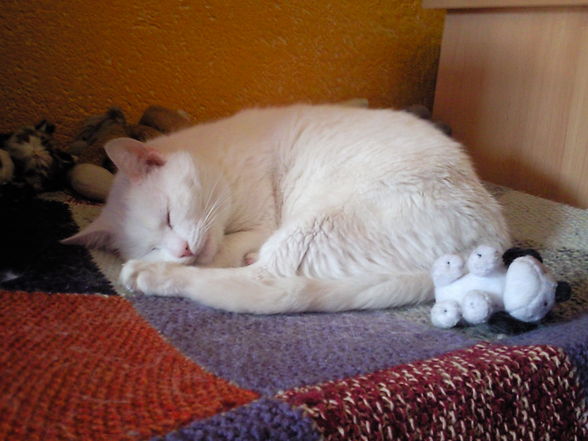Katzen von meina Maus - 