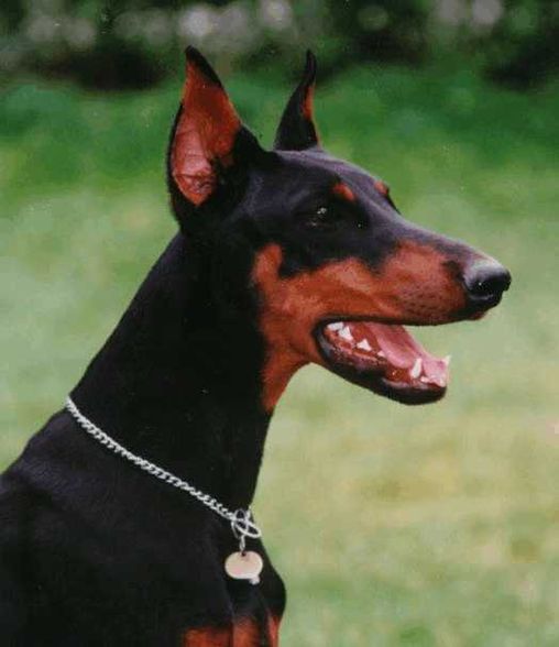 Dobermann - 