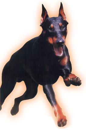 Dobermann - 