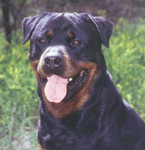 Rottweiler - 